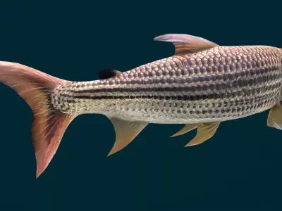 Goliath Tigerfish Animated 3D model