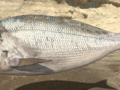 Gilthead Sea Bream Photorealistic fish model rigged animated Low-poly 3D model