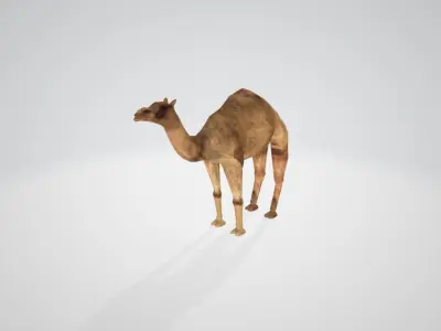 Camel Low-poly 3D model