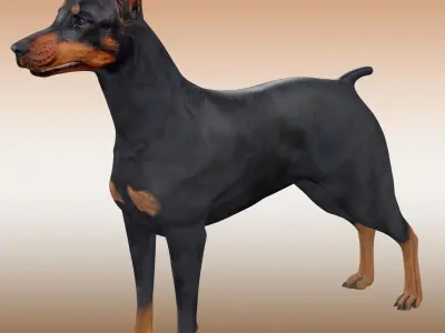  Doberman Dog Rig 3D model