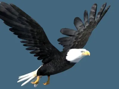 bald eagle animated 3D model