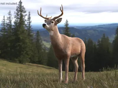 White-Tailed Deer Fur for Maya 3D model