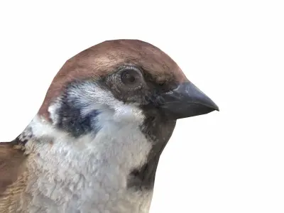 Sparrow Male 3D model