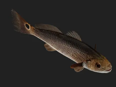 Darter Low-poly 3D model
