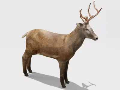 Deer Obj Blend 3D model