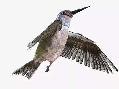 Hummingbird rigged 3d model Low-poly 3D model