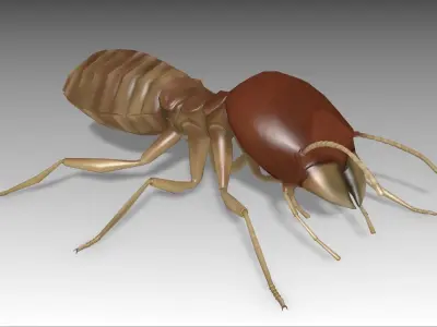 Termite Worker Low-poly 3D model