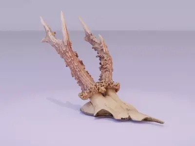 Deer skull with horns high-poly 3D model