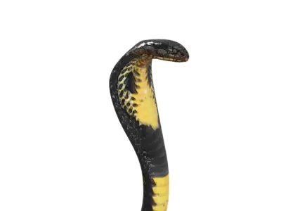 King Cobra Black Snake Low Poly Realistic 3D model