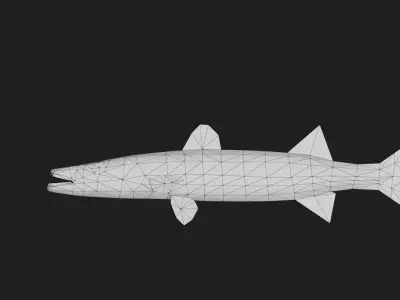 Barracuda Low-poly 3D model