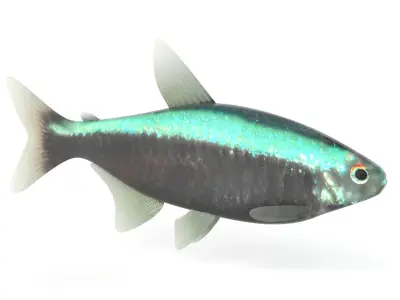 Neon Tetra Fish 3D model