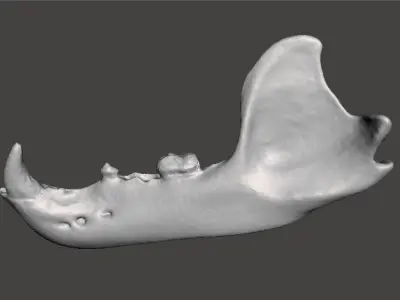 Himalayan brown bear mandible 3D model
