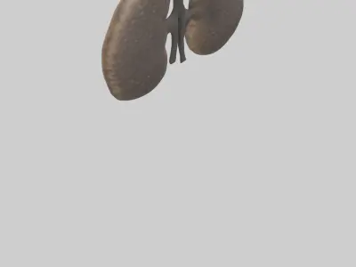 Hyena Kidneys Low-poly 3D model