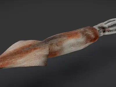 Realistic Flying Squid Animated 3D model