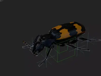 Burying beetle Nicrophorus japonicus  Low-poly 3D model