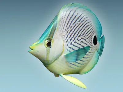 Foureye Butterfly Fish 3D model