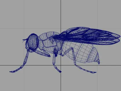 housefly 3d model fly 3D model