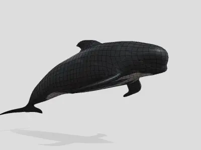 Long finned pilot whale Animated Low-poly Low-poly 3D model