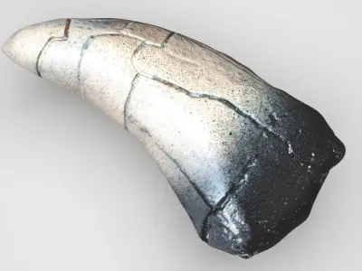 Dragon Tooth 3D model