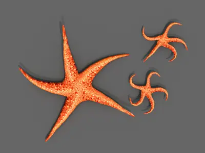 Starfish Two 3D model