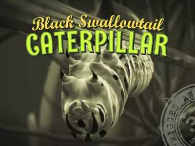 Siesta Swallowtail Caterpillar Low-poly 3D model