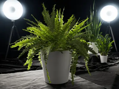  Boston Fern Potted Plant Model 
