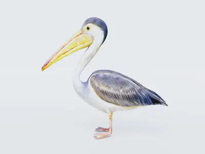 Pelican Free 3D model