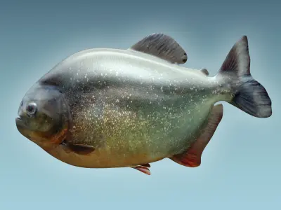 Piranha 2 fish with eyes 3D model