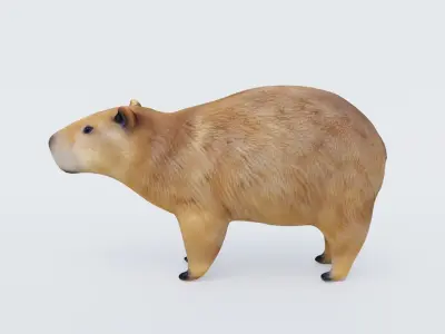 Capybara Free 3D model buy