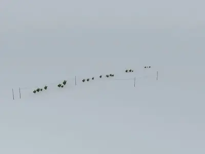 Trees on the Port Part 02 Free 3D model