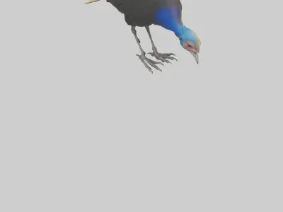 Cassowary chick exploring model 3D model