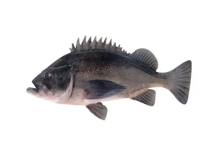 Low-Poly Dusky Rockfish Animated Low-poly 3D model