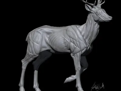 Fallow Deer  Anatomy Sculpture 3D model
