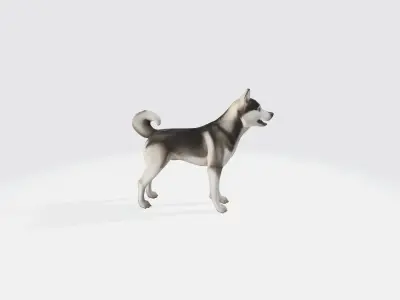 Siberian Husky Dog Model Animated and Rigged 3D model
