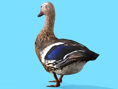 BROWN DUCK RIGGED ANIMAED 3 Low-poly 3D model