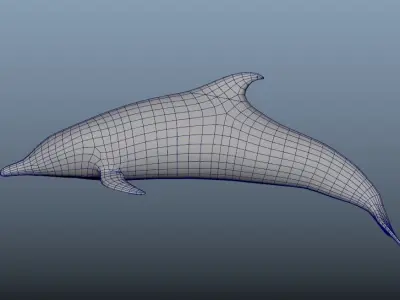 Steno Dolphin Animated Low poly Low-poly 3D model