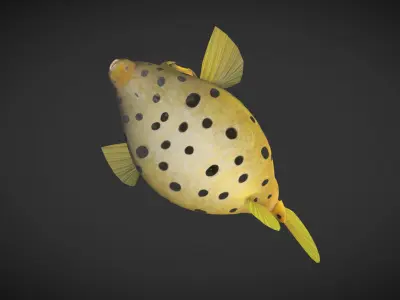 Puffer fish 01 Low-poly 3D model