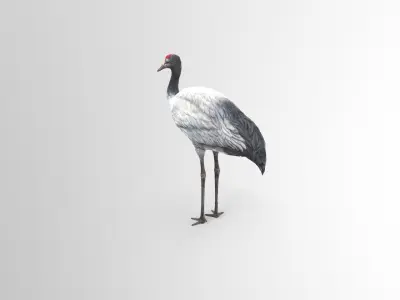 Crane Bird Low Poly  Low-poly 3D model