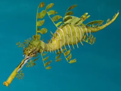 Leafy sea dragon rigged 3D model