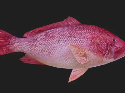 Snapper Low-poly 3D model