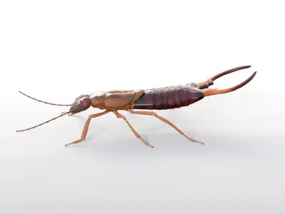Earwigs Insect Low-poly 3D model