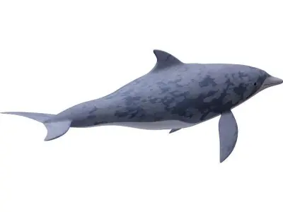 Dolphin Fish 3D model