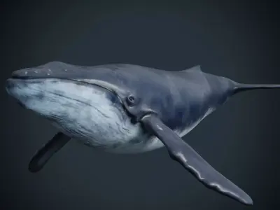 Blue whale  Low-poly 3D model