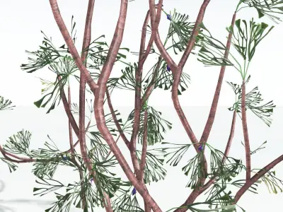 EVERYPlant Baiera LowPoly 2 --14 Models-- Low-poly 3D model