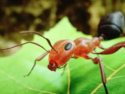 Ant 3D Animated Low-poly 3D model