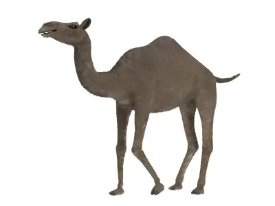 Camel 3D Model Rigged and Animated Low-poly 3D model