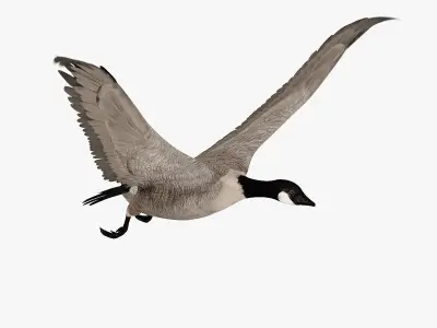 Goose ANIMATED 3D model