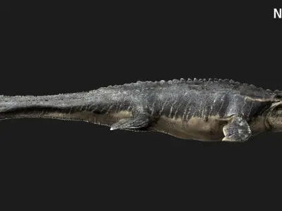Mosa saurus (Rigged) 3D model