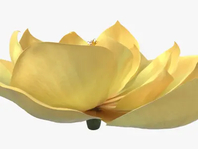 Magnolia Blossom with Stamen Column Yellow Fur 3D model