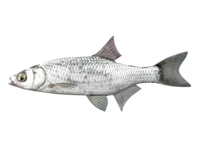 Bleak Ablet Fish Alburnus Alburnus 3D model